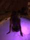 Un tuffo notturno